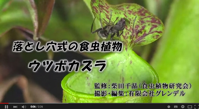 食虫植物動画集